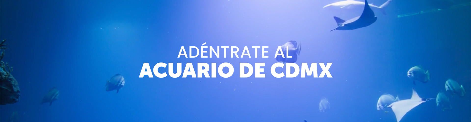 acuario inbursa