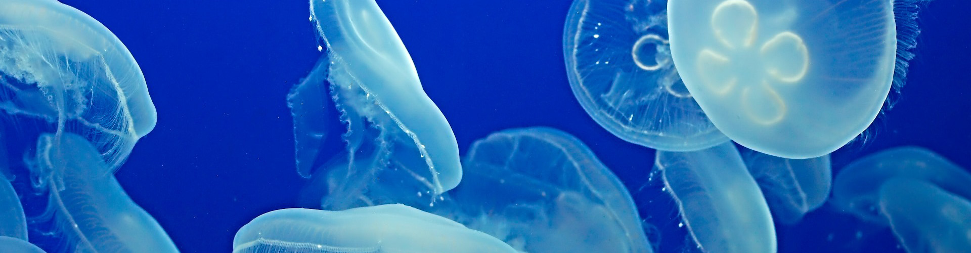 acuario michin